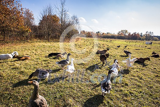 Beautiful geese (anser anser domesticus) enjoying a morning walk on a farm. Domestic goose. Goose farm. geese (anser anser domesticus) enjoying a morning walk on a farm. Domestic goose. Goose farm. Beautiful geese (anser anser domesticus) enjoying a morning walk on a farm. Domestic goose. Goose farm. geese (anser anser domesticus) enjoying a morning walk on a farm. Domestic goose. Goose farm.