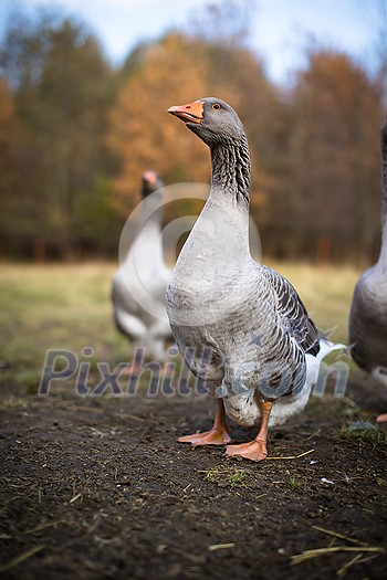 Beautiful geese (anser anser domesticus) enjoying a morning walk on a farm. Domestic goose. Goose farm. geese (anser anser domesticus) enjoying a morning walk on a farm. Domestic goose. Goose farm. Beautiful geese (anser anser domesticus) enjoying a morning walk on a farm. Domestic goose. Goose farm. geese (anser anser domesticus) enjoying a morning walk on a farm. Domestic goose. Goose farm.