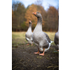 Beautiful geese  (anser anser domesticus) enjoying a morning walk on a farm. Domestic goose. Goose farm.  geese (anser anser domesticus) enjoying a morning walk on a farm. Domestic goose. Goose farm.