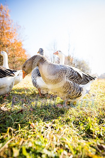 Beautiful geese (anser anser domesticus) enjoying a morning walk on a farm. Domestic goose. Goose farm. Beautiful geese (anser anser domesticus) enjoying a morning walk on a farm. Domestic goose. Goose farm.