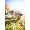 Beautiful geese  (anser anser domesticus) enjoying a morning walk on a farm. Domestic goose. Goose farm.