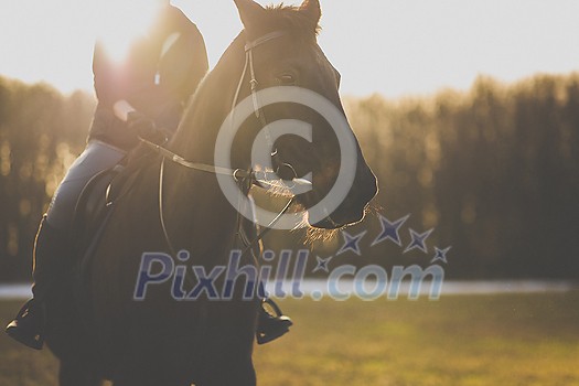 Female horse rider riding outdoors on her lovely horse Female horse rider riding outdoors on her lovely horse