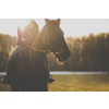 Female horse rider riding outdoors on her lovely horse