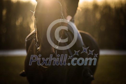 Female horse rider riding outdoors on her lovely horse Female horse rider riding outdoors on her lovely horse