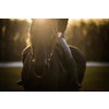 Female horse rider riding outdoors on her lovely horse