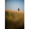 Female horse rider riding outdoors on her lovely horse