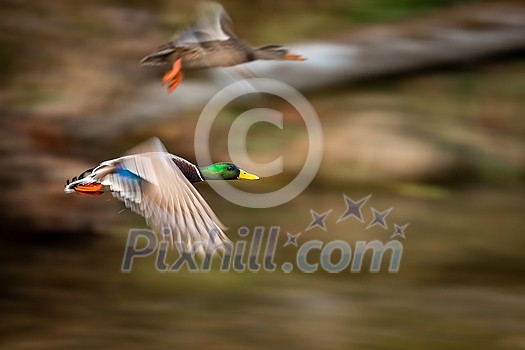 Mallard duck male in flight - beautiful blue waters and grasses of Wetlands in background Mallard duck male in flight - beautiful blue waters and grasses of Wetlands in background