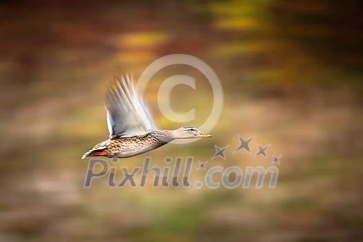 The mallard duck, Anas platyrhynchos, in flight The mallard duck, Anas platyrhynchos, in flight