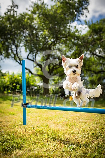 Cute little dog doing agility drill - running slalom, being obediend and making his master proud and happy Cute little dog doing agility drill - running slalom, being obediend and making his master proud and happy