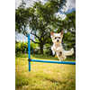 Cute little dog doing agility drill - running slalom, being obediend and making his master proud and happy
