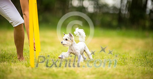 Cute little dog doing agility drill - running slalom, being obediend and making his master proud and happy Cute little dog doing agility drill - running slalom, being obediend and making his master proud and happy