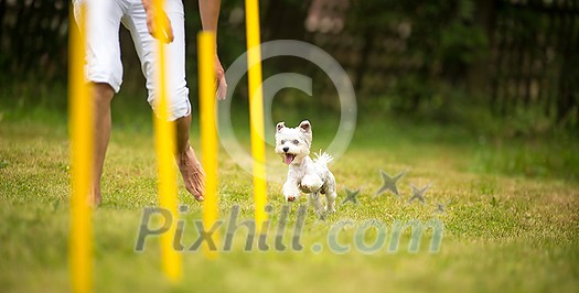 Cute little dog doing agility drill - running slalom, being obediend and making his master proud and happy Cute little dog doing agility drill - running slalom, being obediend and making his master proud and happy