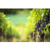 Ripe grapes on vine growing in vineyard at sunset time, selective focus, copy space. Vineyards grape at sunset in autumn harvest. Ripe red wine grapes.
