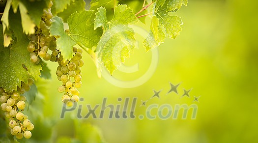 Ripe grapes on vine growing in vineyard at sunset time, selective focus, copy space. Vineyards grape at sunset in autumn harvest. Ripe white wine grapes. Ripe grapes on vine growing in vineyard at sunset time, selective focus, copy space. Vineyards grape at sunset in autumn harvest. Ripe white wine grapes.