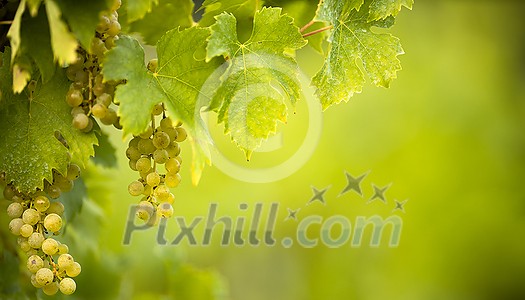 Ripe grapes on vine growing in vineyard at sunset time, selective focus, copy space. Vineyards grape at sunset in autumn harvest. Ripe white wine grapes. Ripe grapes on vine growing in vineyard at sunset time, selective focus, copy space. Vineyards grape at sunset in autumn harvest. Ripe white wine grapes.