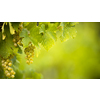 Ripe grapes on vine growing in vineyard at sunset time, selective focus, copy space. Vineyards grape at sunset in autumn harvest. Ripe white wine grapes.