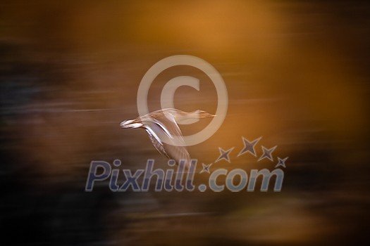 Mallard duck Anas platyrhynchos flying fast in the air Mallard duck Anas platyrhynchos flying fast in the air