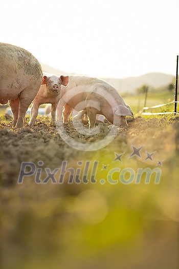 Pigs eating on a meadow in an organic meat farm - aerial image Pigs eating on a meadow in an organic meat farm - aerial image