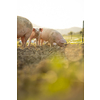 Pigs eating on a meadow in an organic meat farm - aerial image