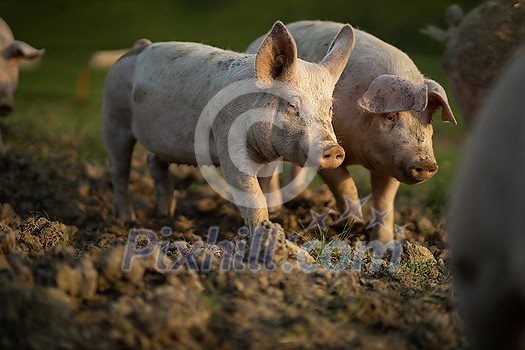 Pigs eating on a meadow in an organic meat farm - aerial image Pigs eating on a meadow in an organic meat farm - aerial image