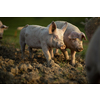 Pigs eating on a meadow in an organic meat farm - aerial image