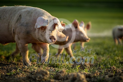 Pigs eating on a meadow in an organic meat farm Pigs eating on a meadow in an organic meat farm