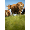 Cows grazing on a lovely green pasture