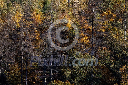 Lovely autumnal forests lit by warm late afternoon sun