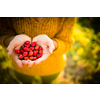 Pretty, young woman collecting rosehip fruit in autumn nature