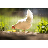 Rooster in the chicken coop. Domestic bird. Beautiful rooster. Agriculture. Chickens and roosters. Farm animals