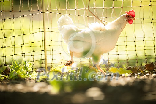 Rooster in the chicken coop. Domestic bird. Beautiful rooster. Agriculture. Chickens and roosters. Farm animals