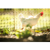 Rooster in the chicken coop. Domestic bird. Beautiful rooster. Agriculture. Chickens and roosters. Farm animals