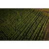 Hops being grown on a field - necessary ingredient for beer brewing