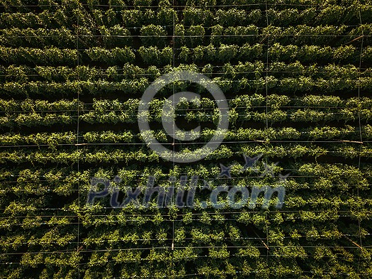 Hops being grown on a field - necessary ingredient for beer brewing Hops being grown on a field - necessary ingredient for beer brewing
