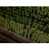 Hops being grown on a field - necessary ingredient for beer brewing