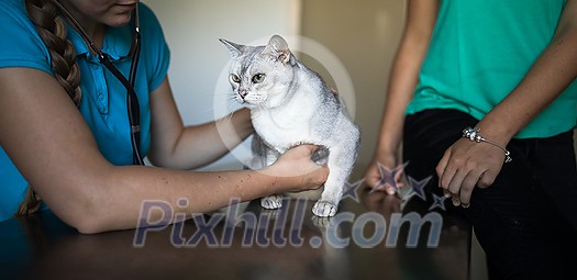 Sick cat being examined by a vet doctor in a veterinarian clinic Sick cat being examined by a vet doctor in a veterinarian clinic