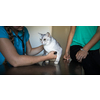 Sick cat being examined by a vet doctor in a veterinarian clinic