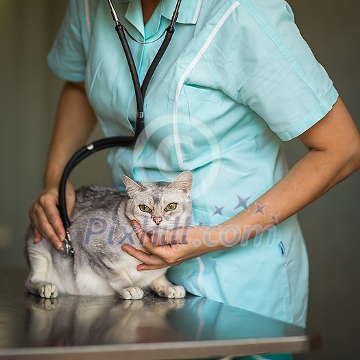 Sick cat being examined by a vet doctor in a veterinarian clinic Sick cat being examined by a vet doctor in a veterinarian clinic