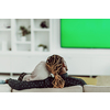 African Couple Sitting On Sofa Watching TV Together Chroma Green Screen Woman Wearing Islamic Hijab Clothes. High quality photo
