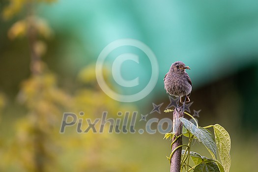 Black redstart (Phoenicurus ochruros) in a lovely garden Black redstart (Phoenicurus ochruros) in a lovely garden