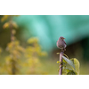 Black redstart (Phoenicurus ochruros) in a lovely garden