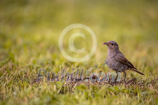 Black redstart (Phoenicurus ochruros) in a lovely garden Black redstart (Phoenicurus ochruros) in a lovely garden