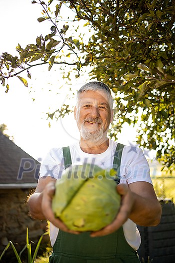 Senior gardener gardening in his permaculture garden - harvesting cabbage Senior gardener gardening in his permaculture garden - harvesting cabbage