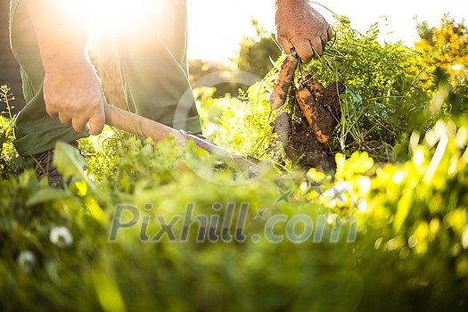 Senior gardener gardening in his permaculture garden - harvesting carrots
