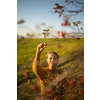 Pretty, young woman collecting rosehip fruit in autumn nature