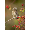 Eurasian scops owl (Otus scops) - Small scops owl on a branch in autumnal forest