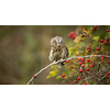 Eurasian scops owl (Otus scops) - Small scops owl on a branch in autumnal forest
