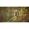Eurasian scops owl (Otus scops) - Small scops owl on a branch in autumnal forest