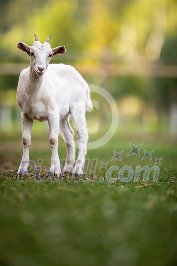 Cute goats on an organic farm, looking happy, grazing outdoors - respectful animal farming Cute goats on an organic farm, looking happy, grazing outdoors - respectful animal farming