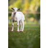 Cute goats on an organic farm, looking happy, grazing outdoors - respectful animal farming
